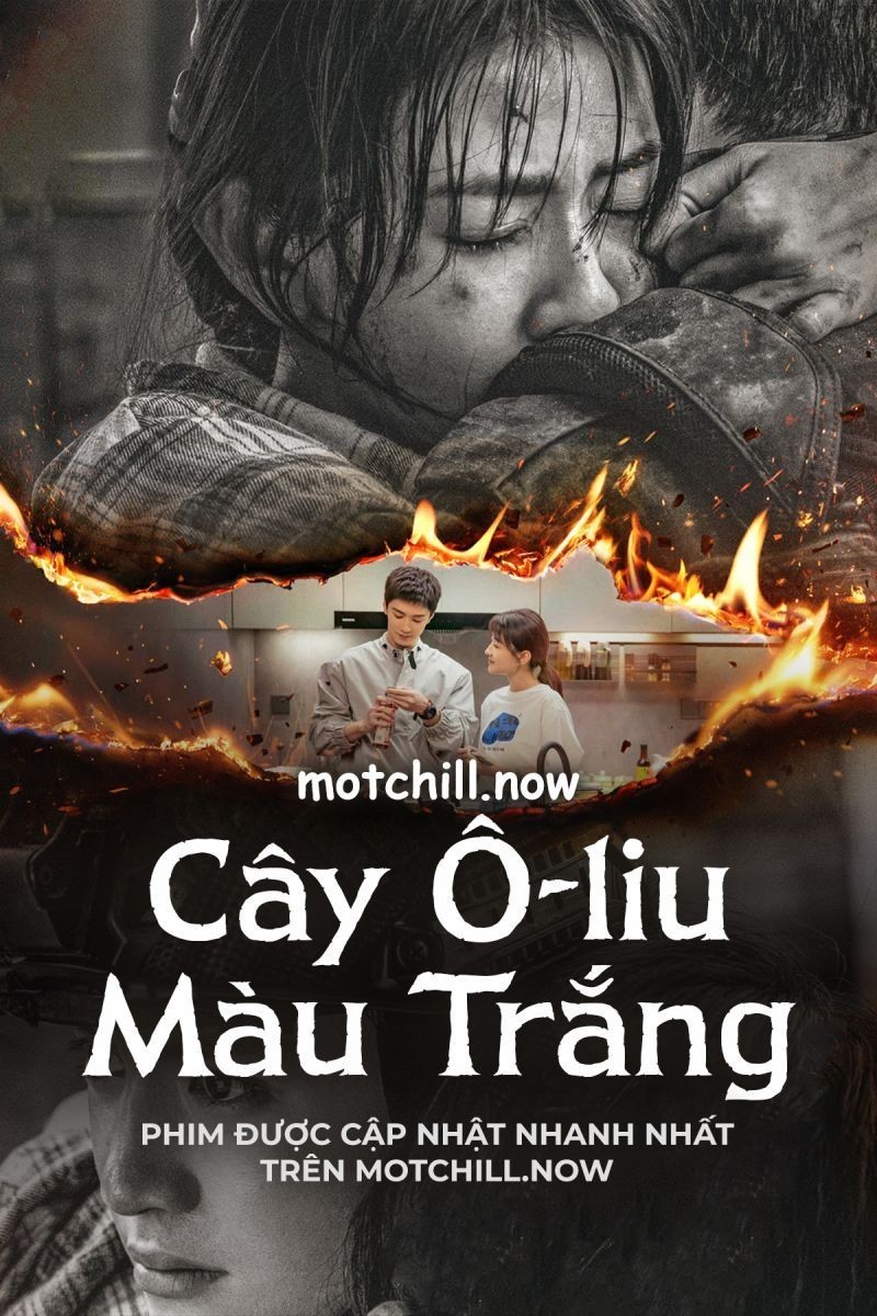 Xem phim Cây Ô Liu Màu Trắng